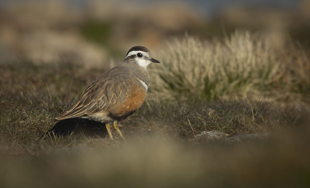 Dotterel on Pendle 10.jp topaz