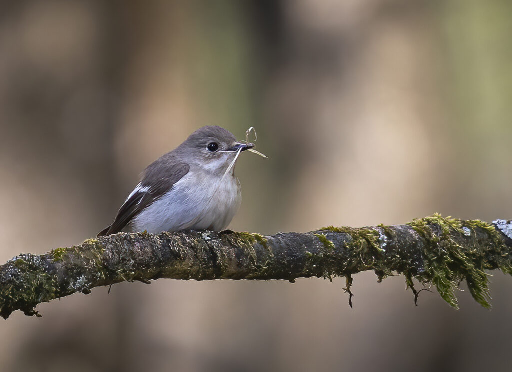 Female Pied Flycatcher 5 a