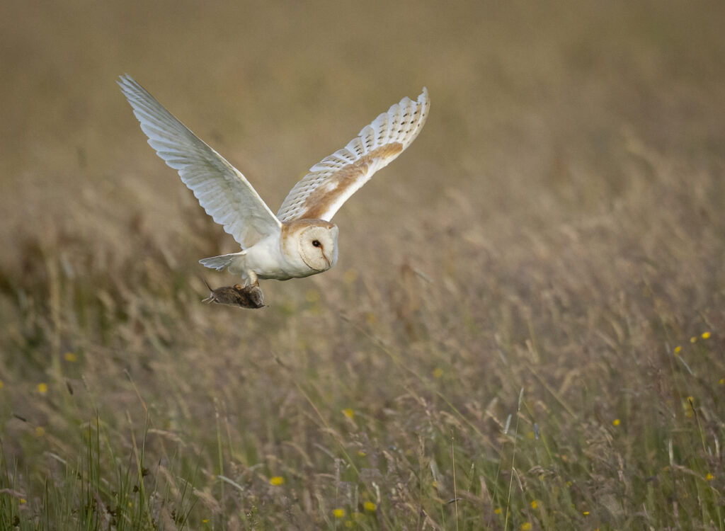 Green Haworth with prey.3