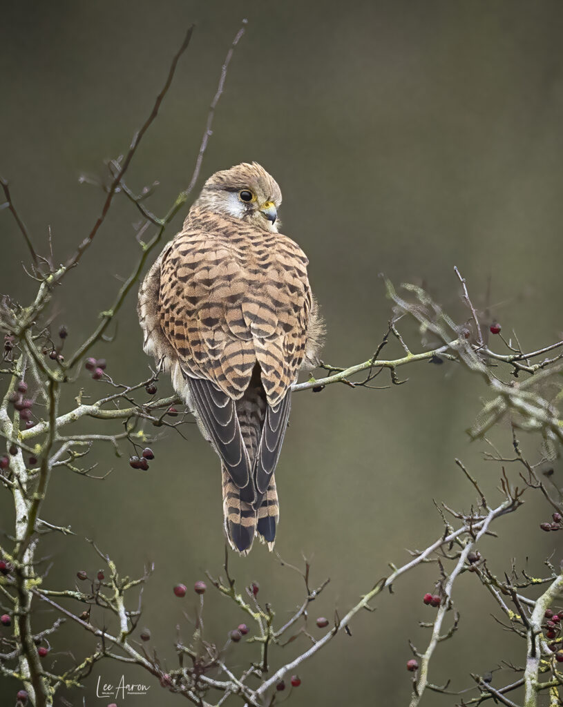 Kestrel female.