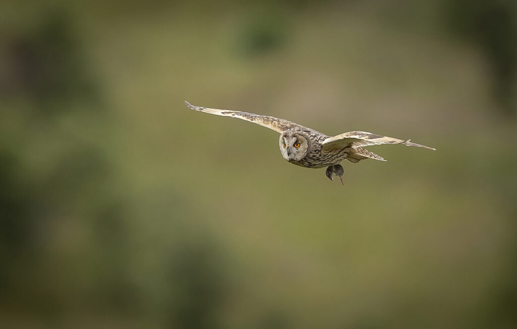 Long-eared Owl.