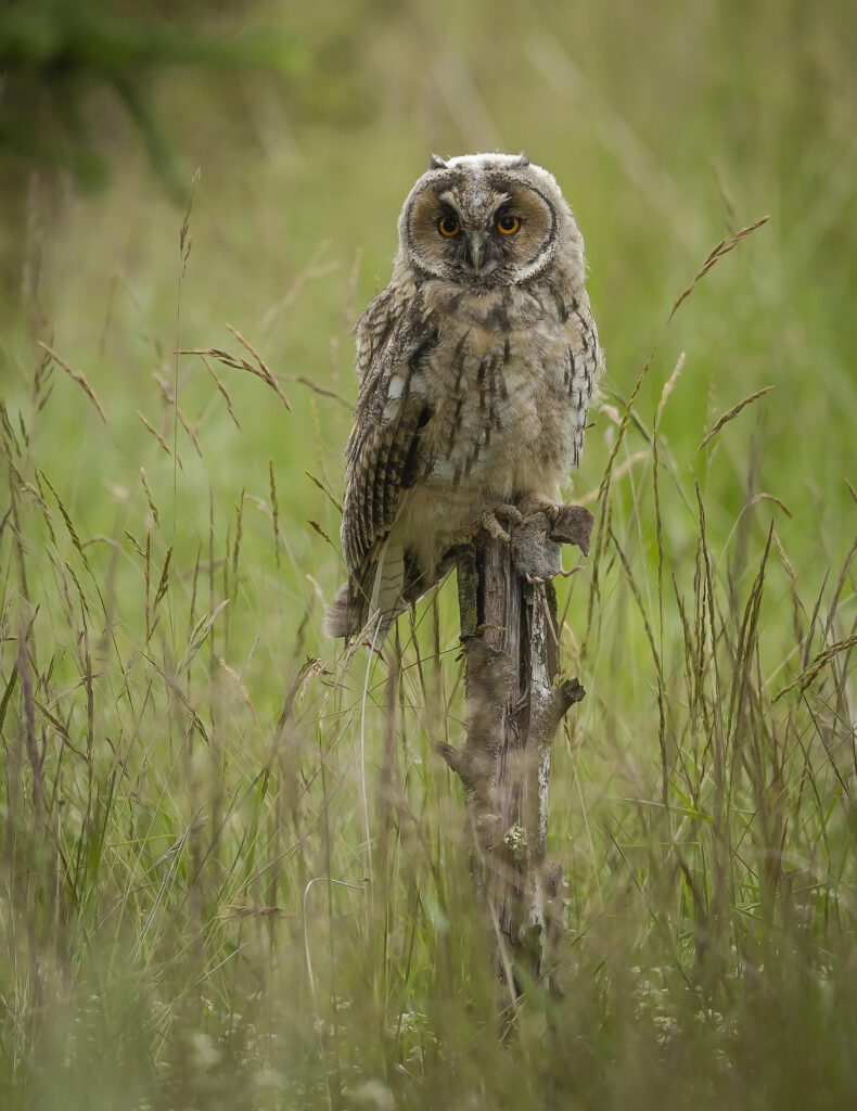 Long-eared owlet.