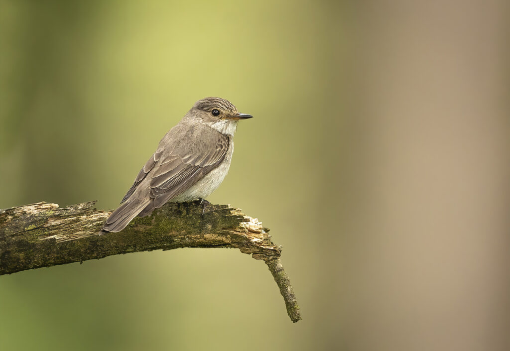 Spotted Flycatcher 1.topazjpg a
