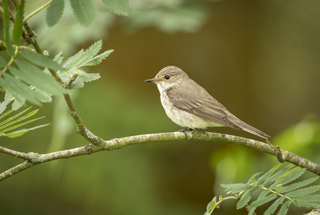 Spotted Flycatcher 2 a