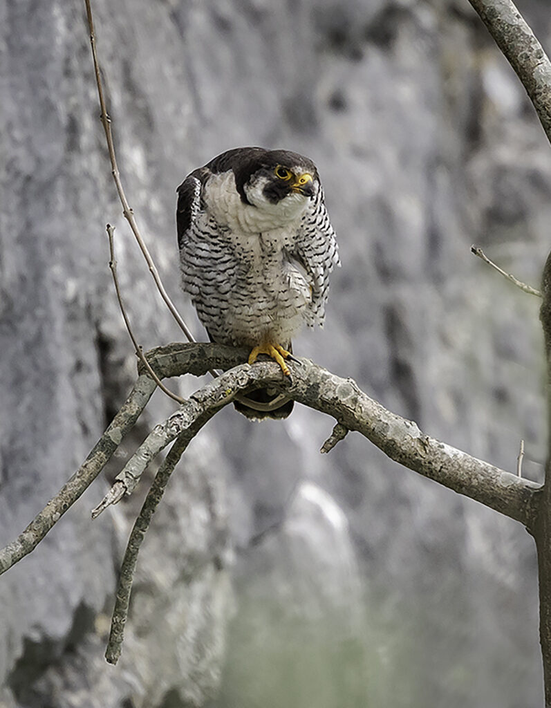 Adult at Malham Cove