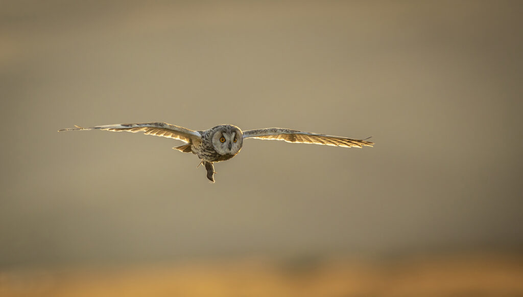 Backlit LEO with Shrew.1