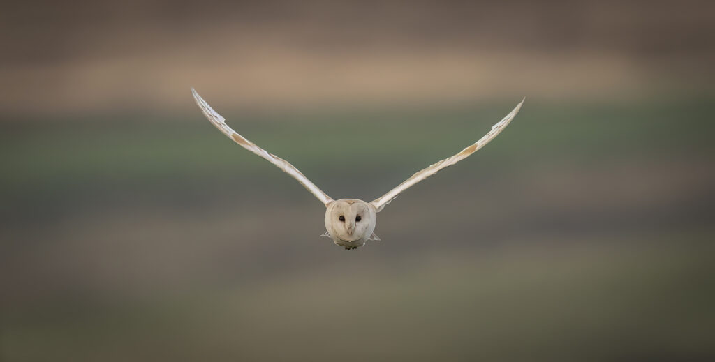 Barn Owl - 1