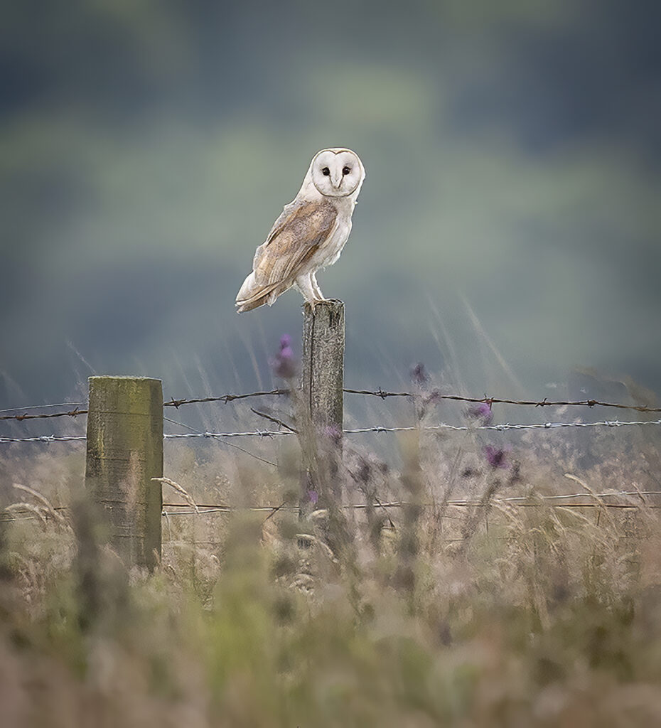 Barn Owl - 2