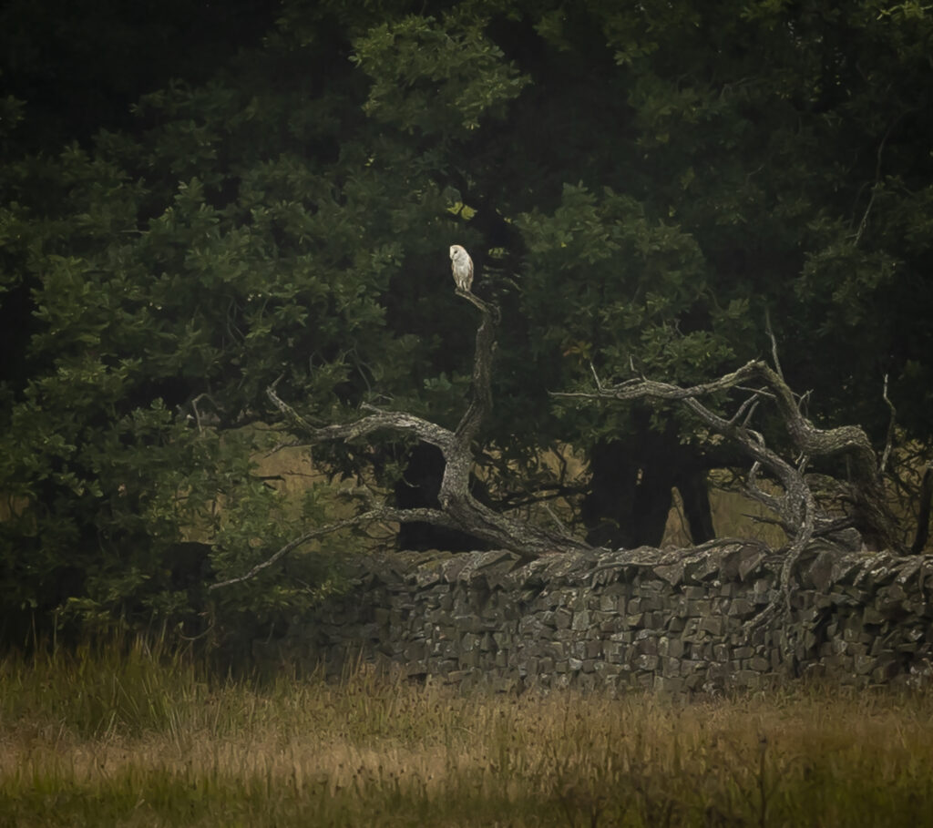 Barn Owl - 3