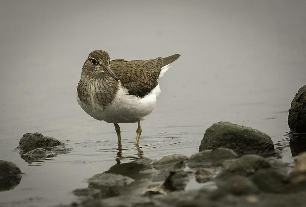 Common Sandpiper on R Calder 1
