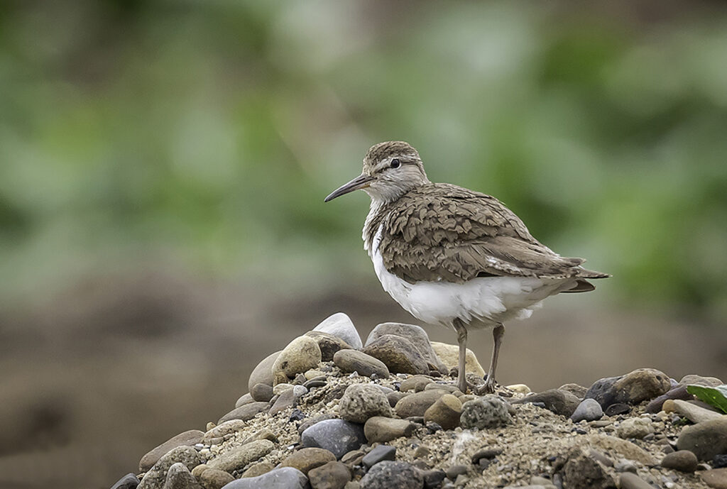 Common Sandpiper on R Calder 2