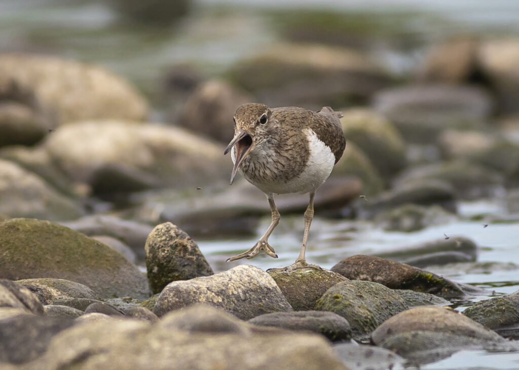 Common Sandpiper on R Calder 3