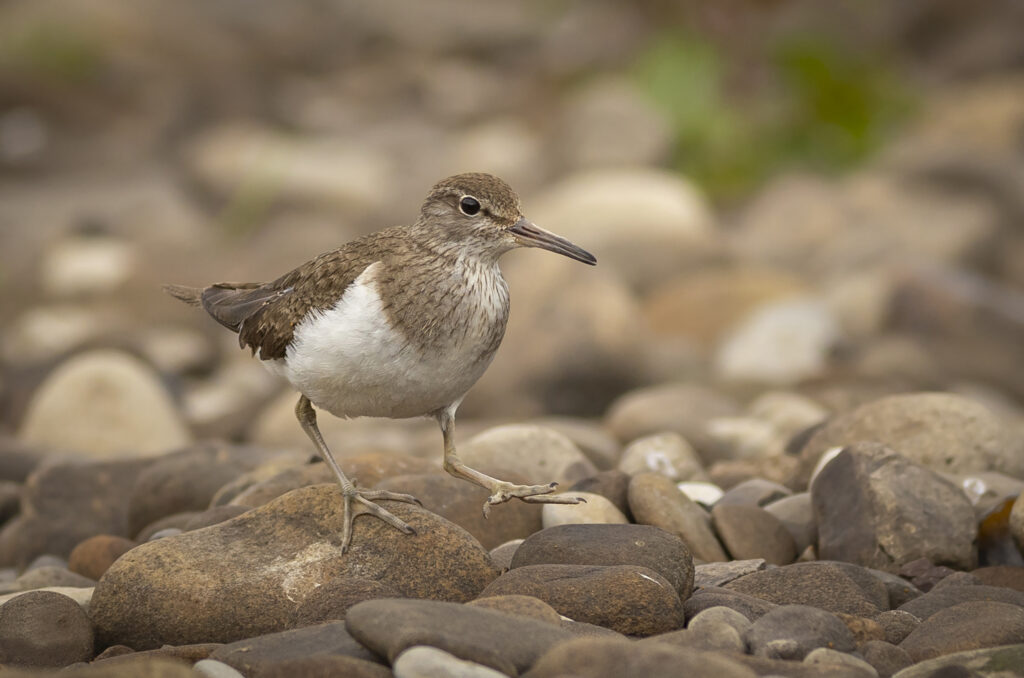 Common Sandpiper on R Calder 4