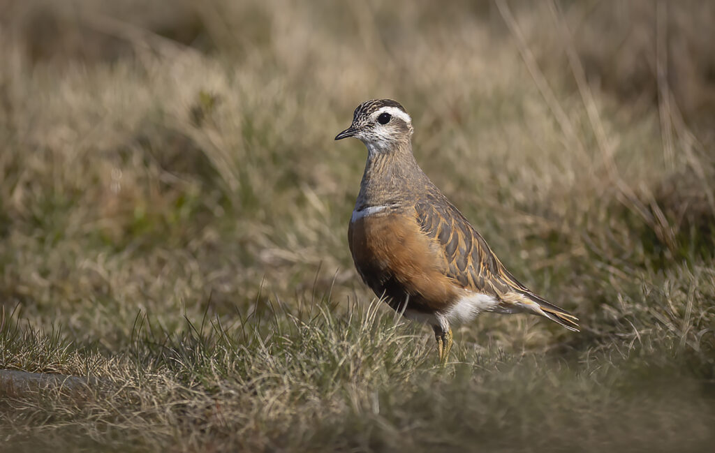 Dotterel on Pendle 12