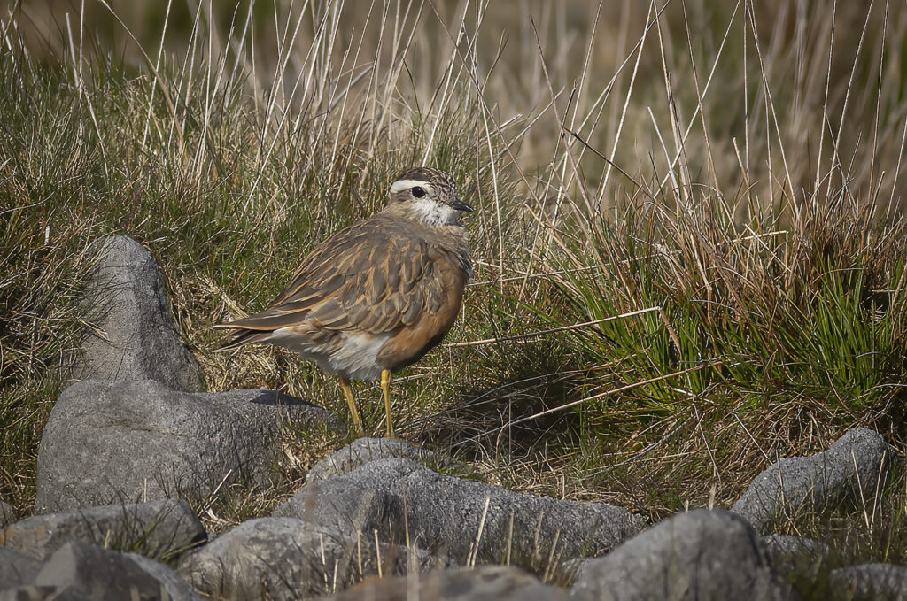 Dotterel on Pendle 13