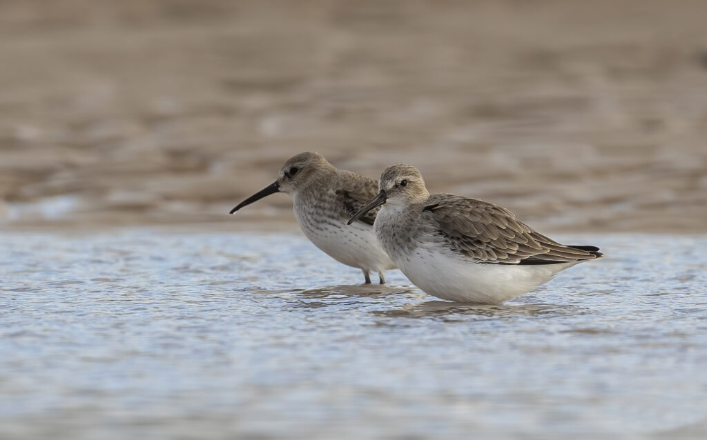 Dunlin 2.