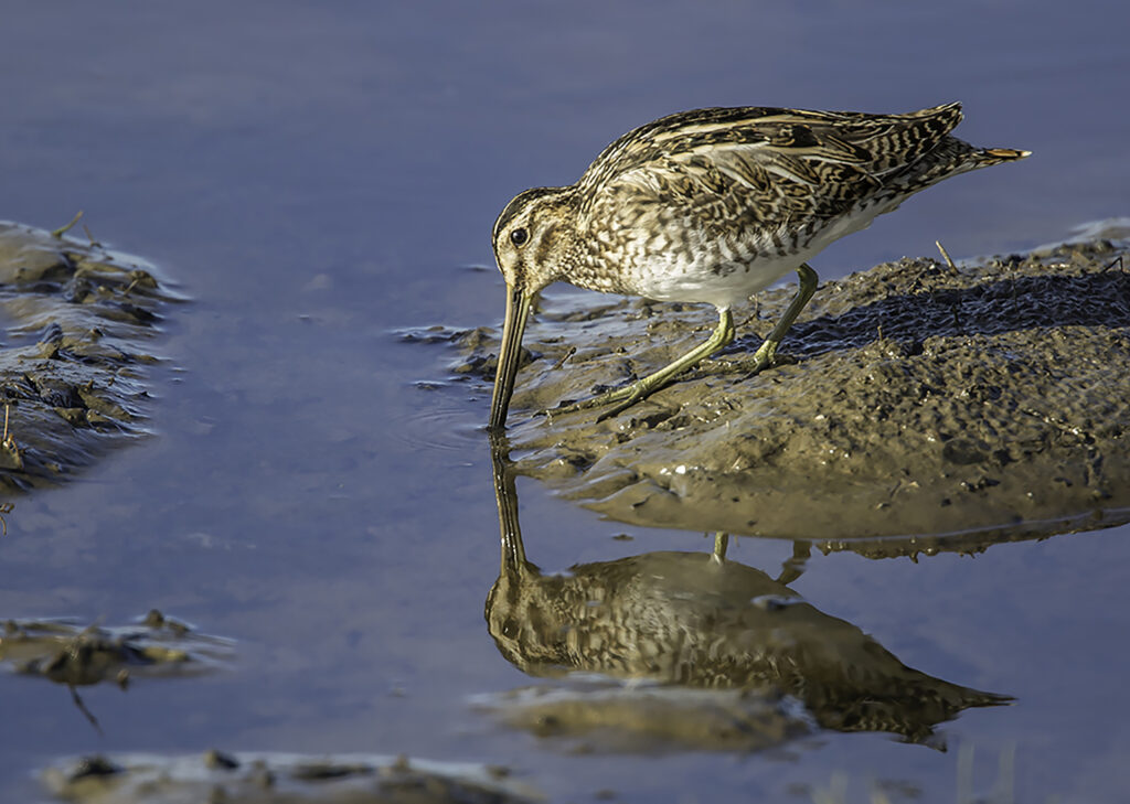 Feeding Snipe