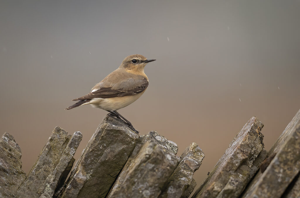 Female Wheatear 4