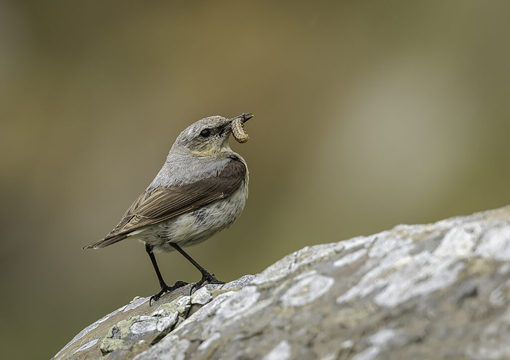 Female Wheatear with food 3
