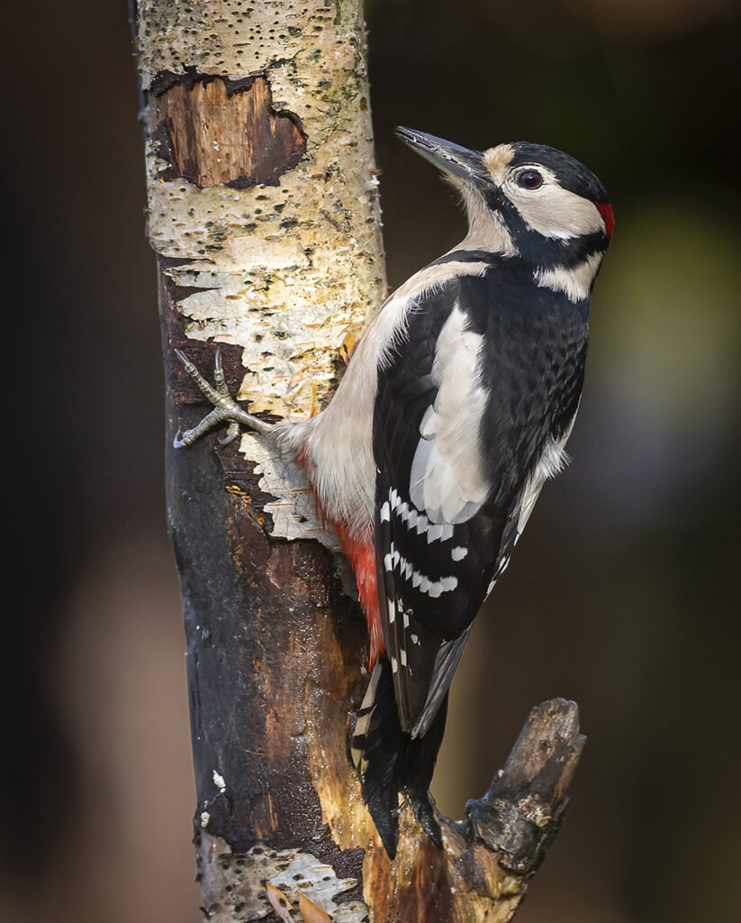 Great Spotted Woodpecker 18