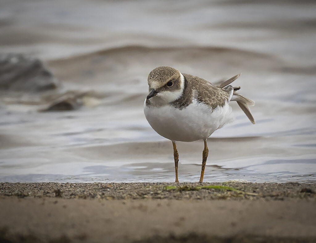 LRP Juvenile. Rishton Res