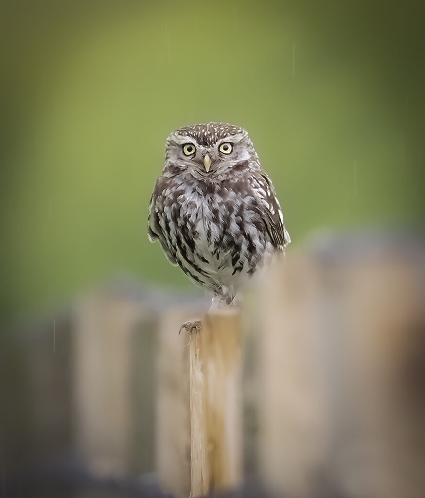 Little Owl. 1
