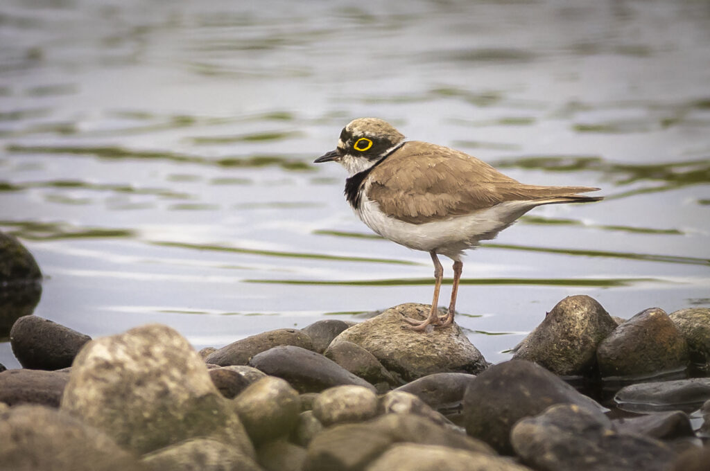Little Ringed Plover on R.Calder 1