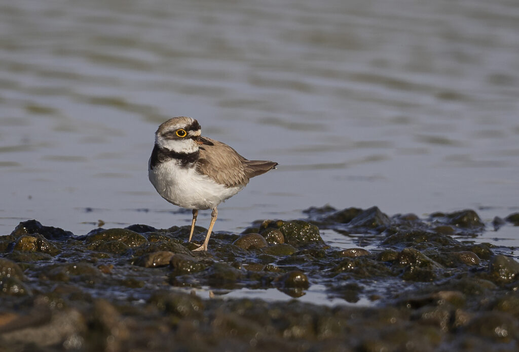 Little Ringed Plover on R.Calder 2