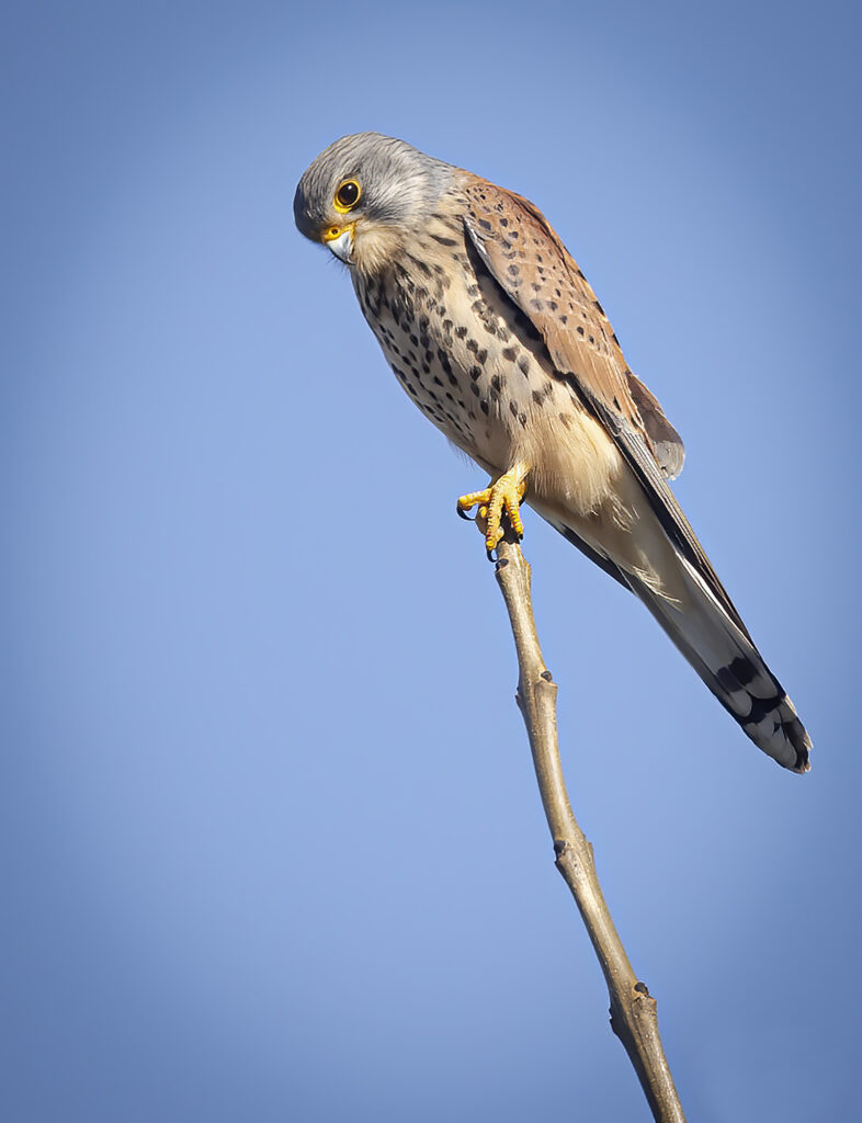 Male Kestrel 2