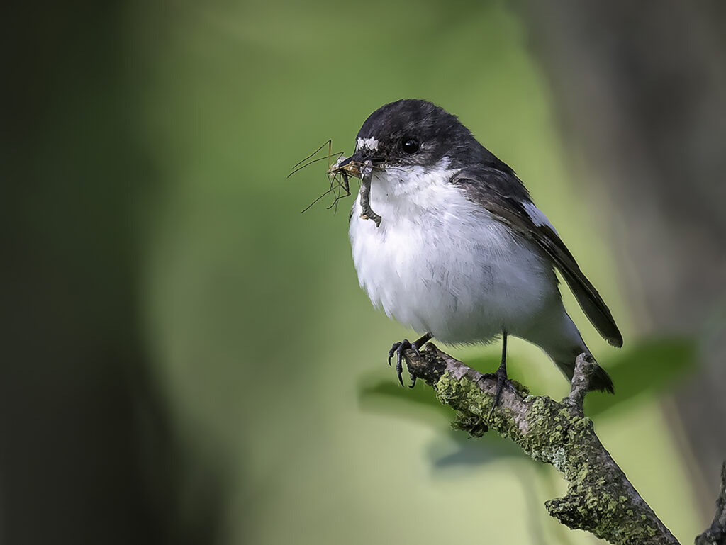 Male Pied Flycatcher 8