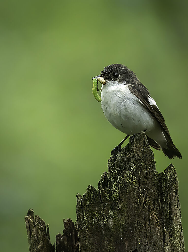 Male Pied Flycatcher 9
