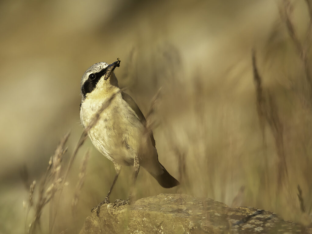 Male Wheatear with food 1.