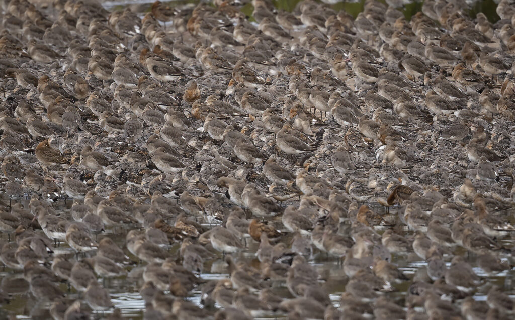Many many Godwits. ee