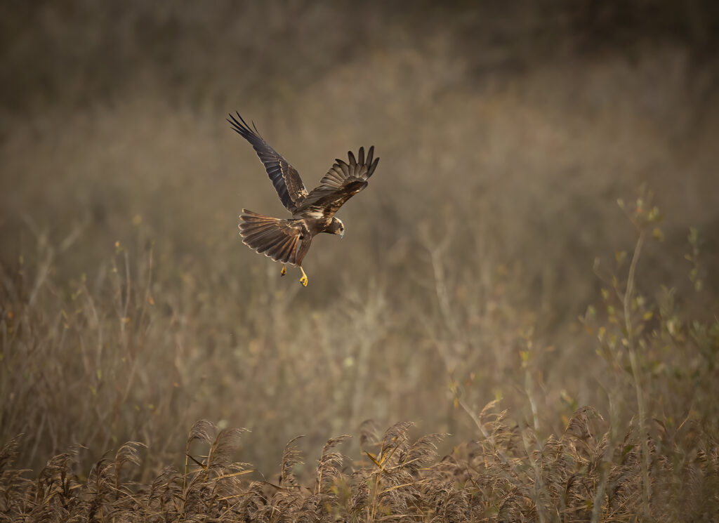 Marsh Harrier up Leighton Moss 2