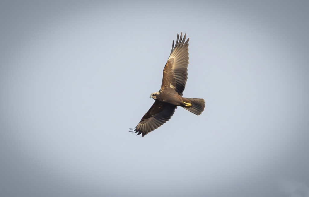 Marsh Harrier up Leighton Moss 3