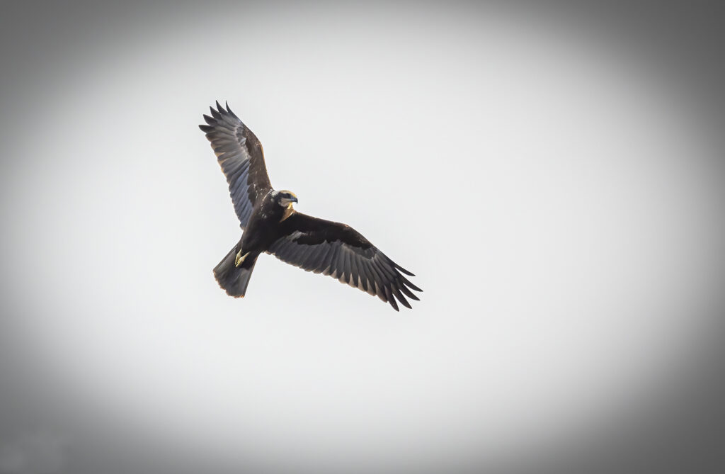 Marsh Harrier up Leighton Moss 4