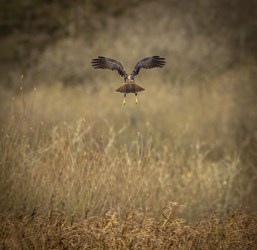 Marsh Harrier up Leighton Moss 5