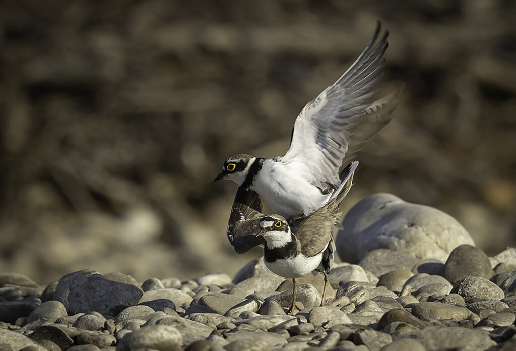 Mating LRP