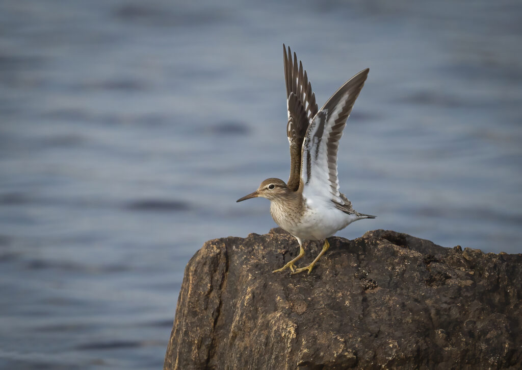 North Uist Common Sandpiper.1