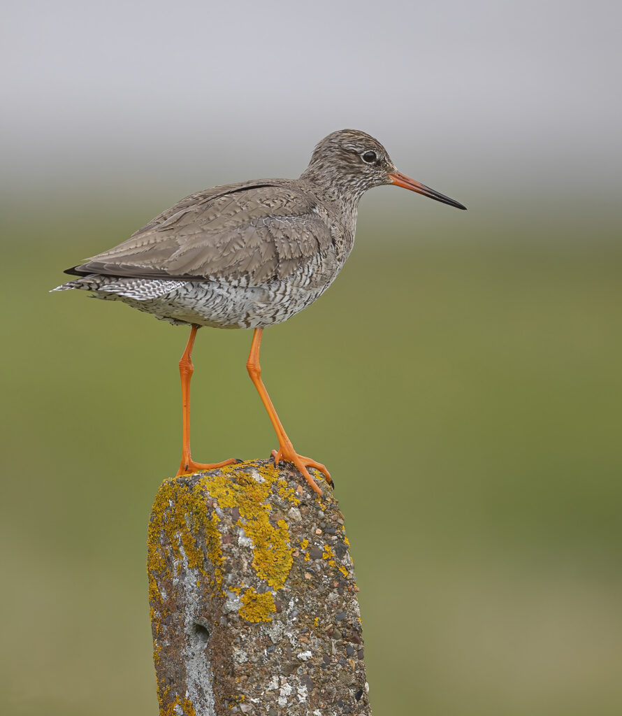 North Uist Redshank