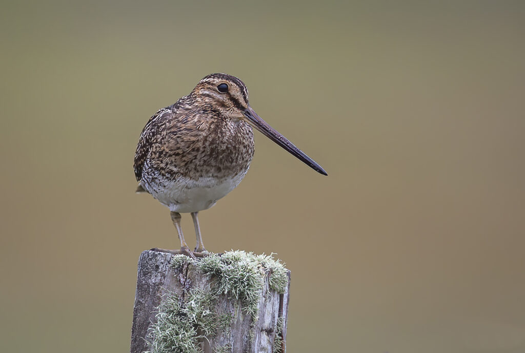 North Uist Snipe