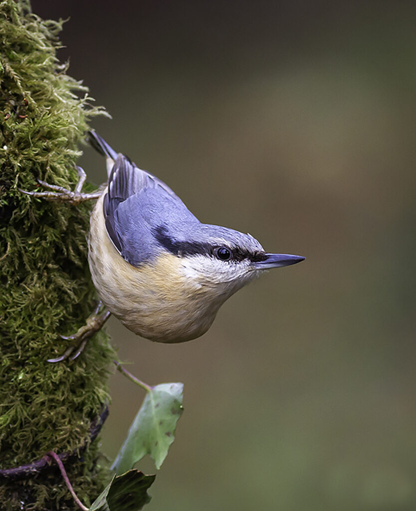 Nuthatch-24