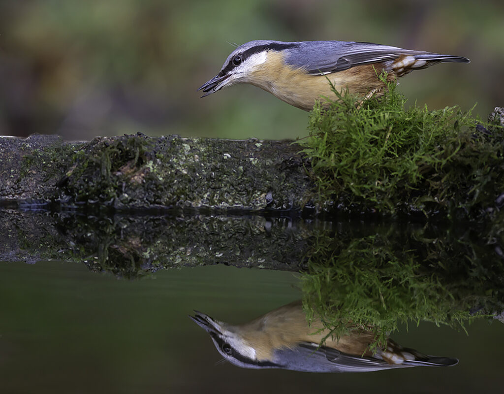 Nuthatch Reflection