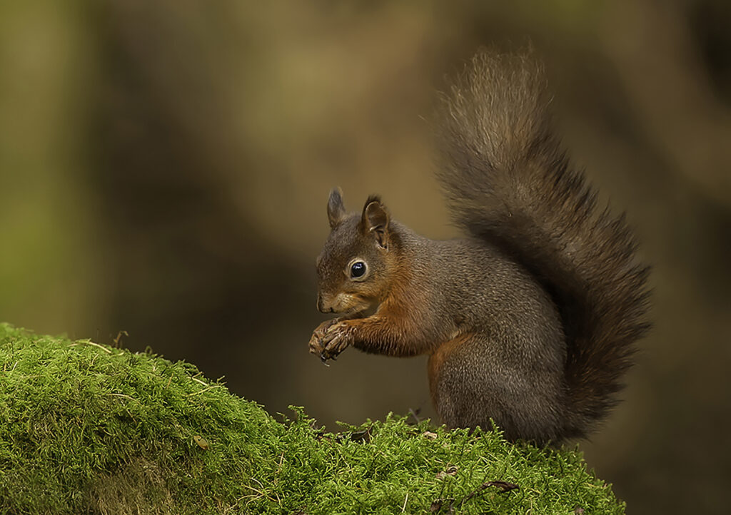 Red Squirrel from Snaizeholme 1