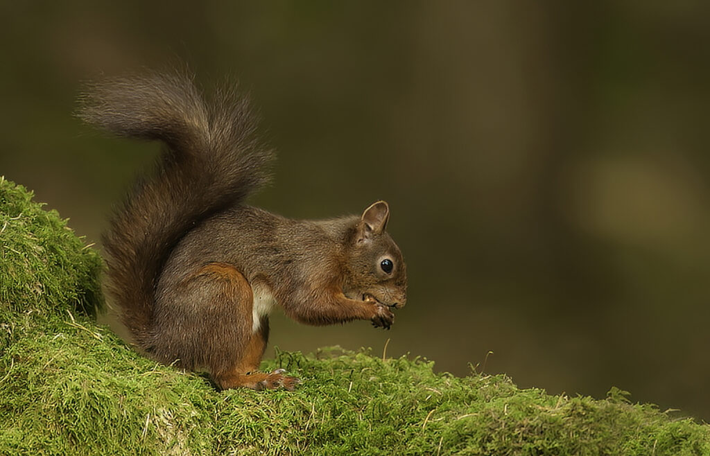 Red Squirrel from Snaizeholme 2