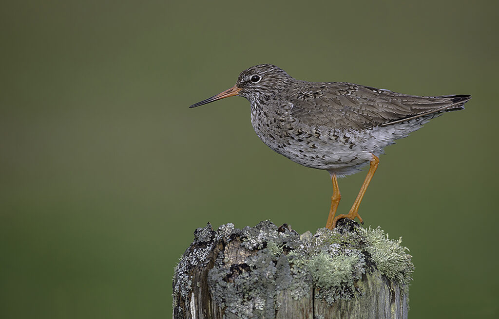 Redshank-1