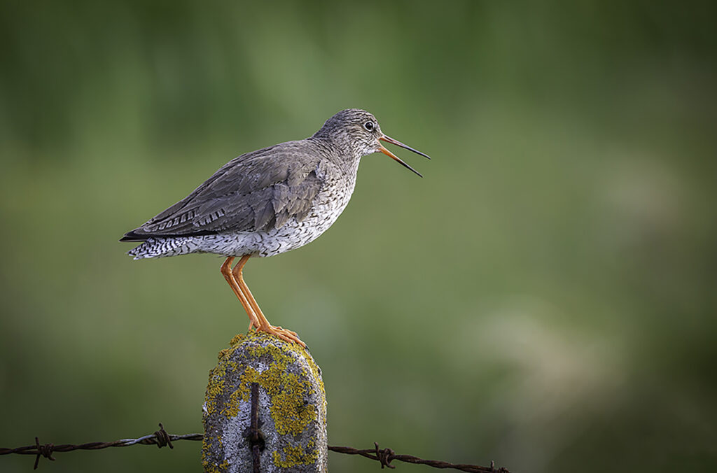 Redshank-2