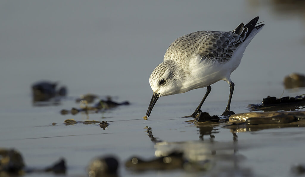 Sanderling-1