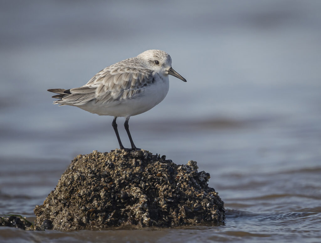 Sanderling-2.