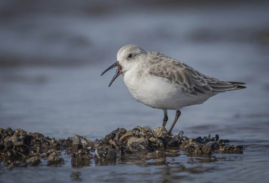 Sanderling-3